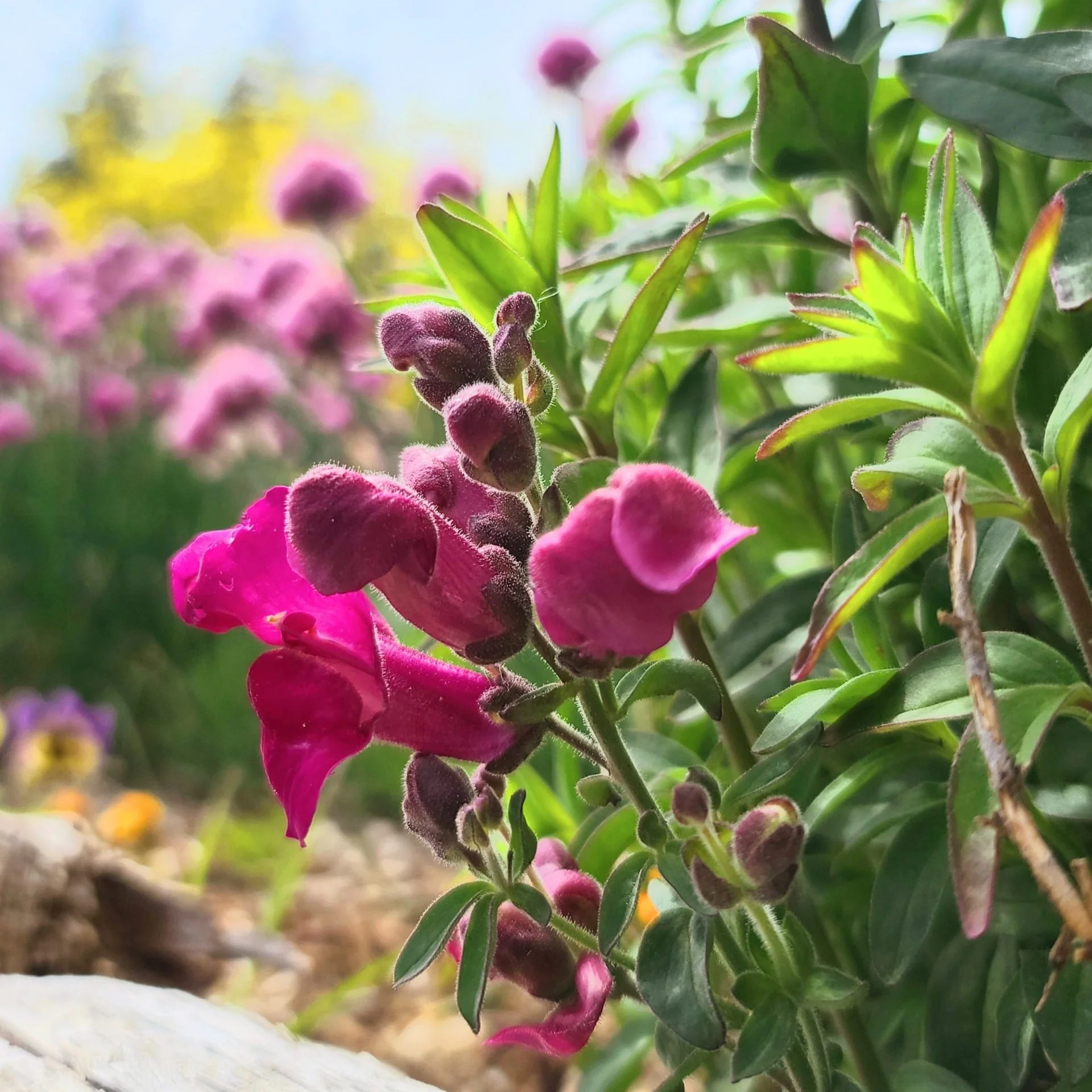 Snapdragon Mix - Image 2