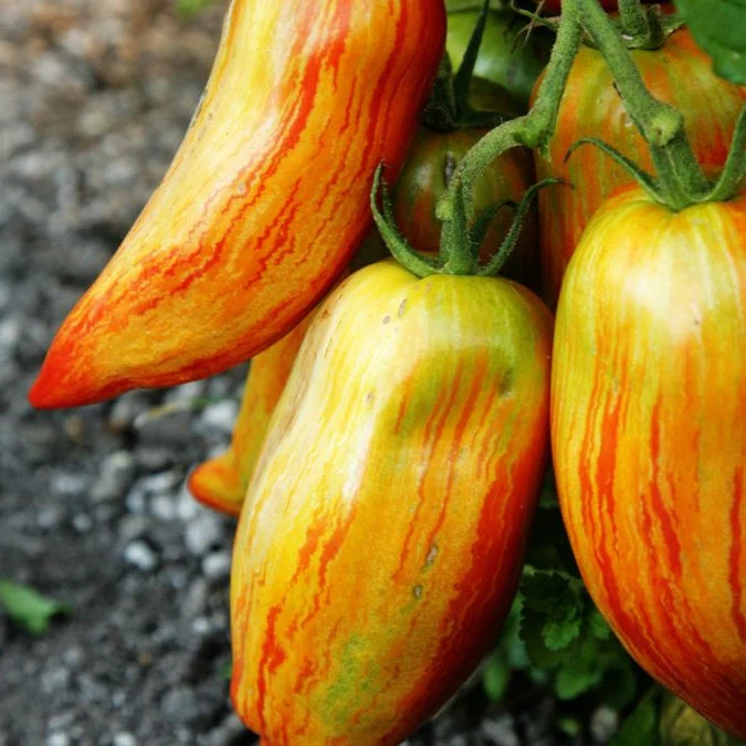 Speckled Roman Tomato - Image 2