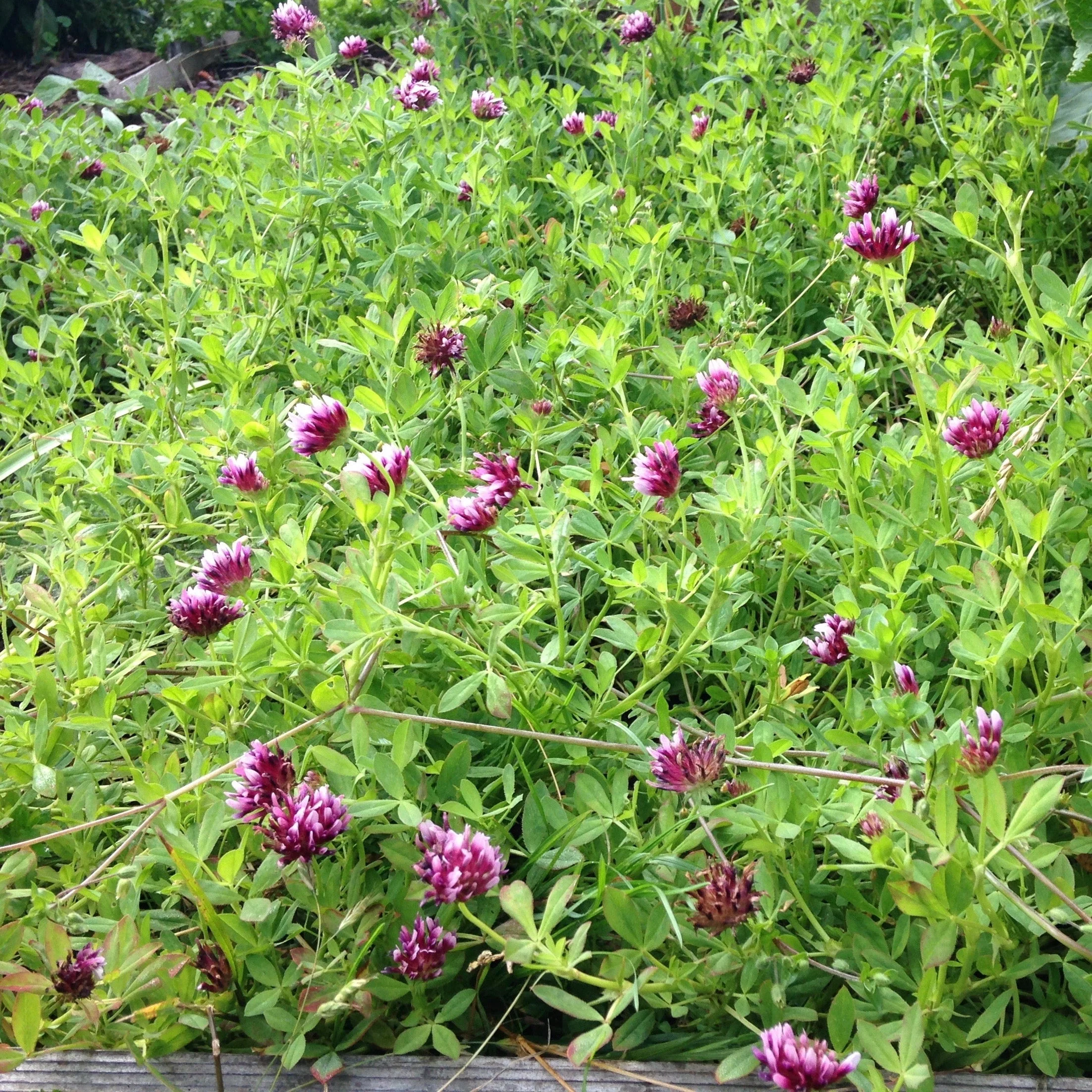 Springbank Clover (tkwla’i’shen) - Image 2
