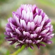 Springbank Clover (tkwla’i’shen) - Image 3