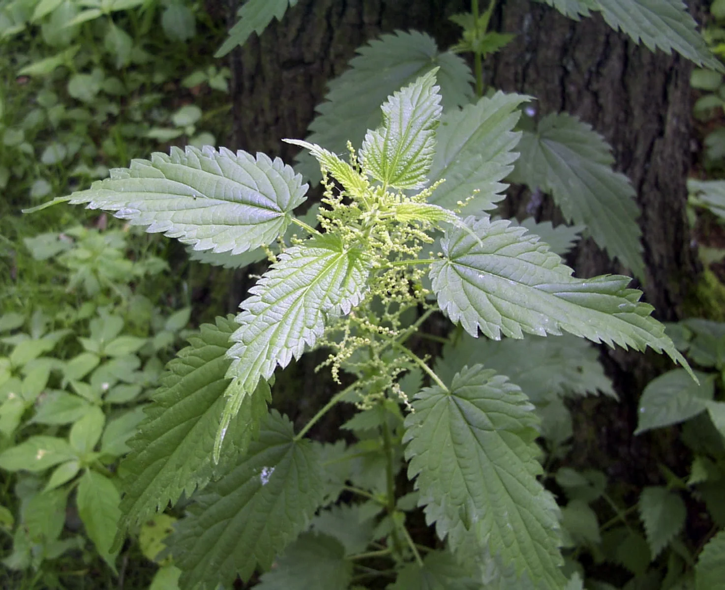 Stinging Nettle Rootstock - Image 2