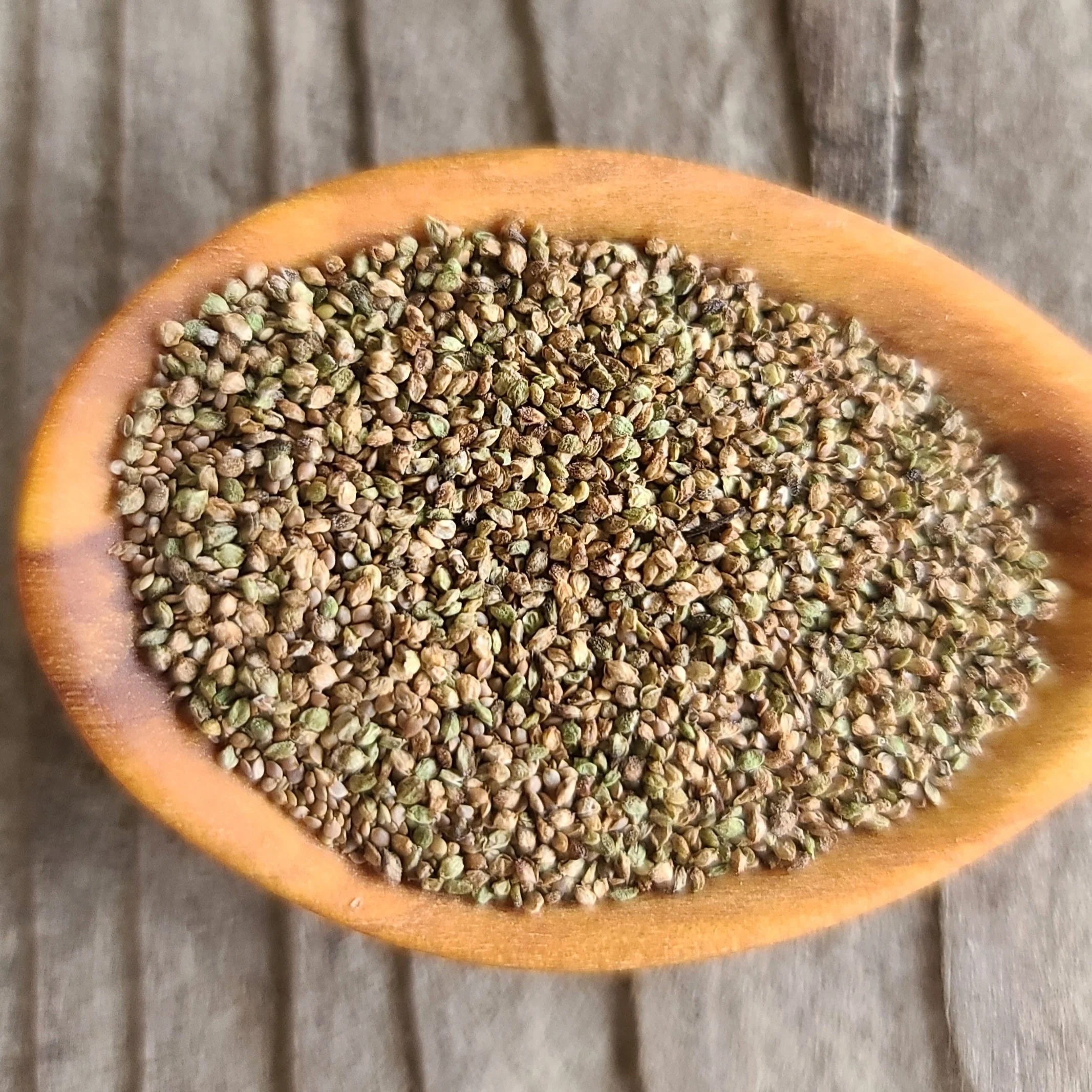Stinging Nettle (Seeds) - Image 3