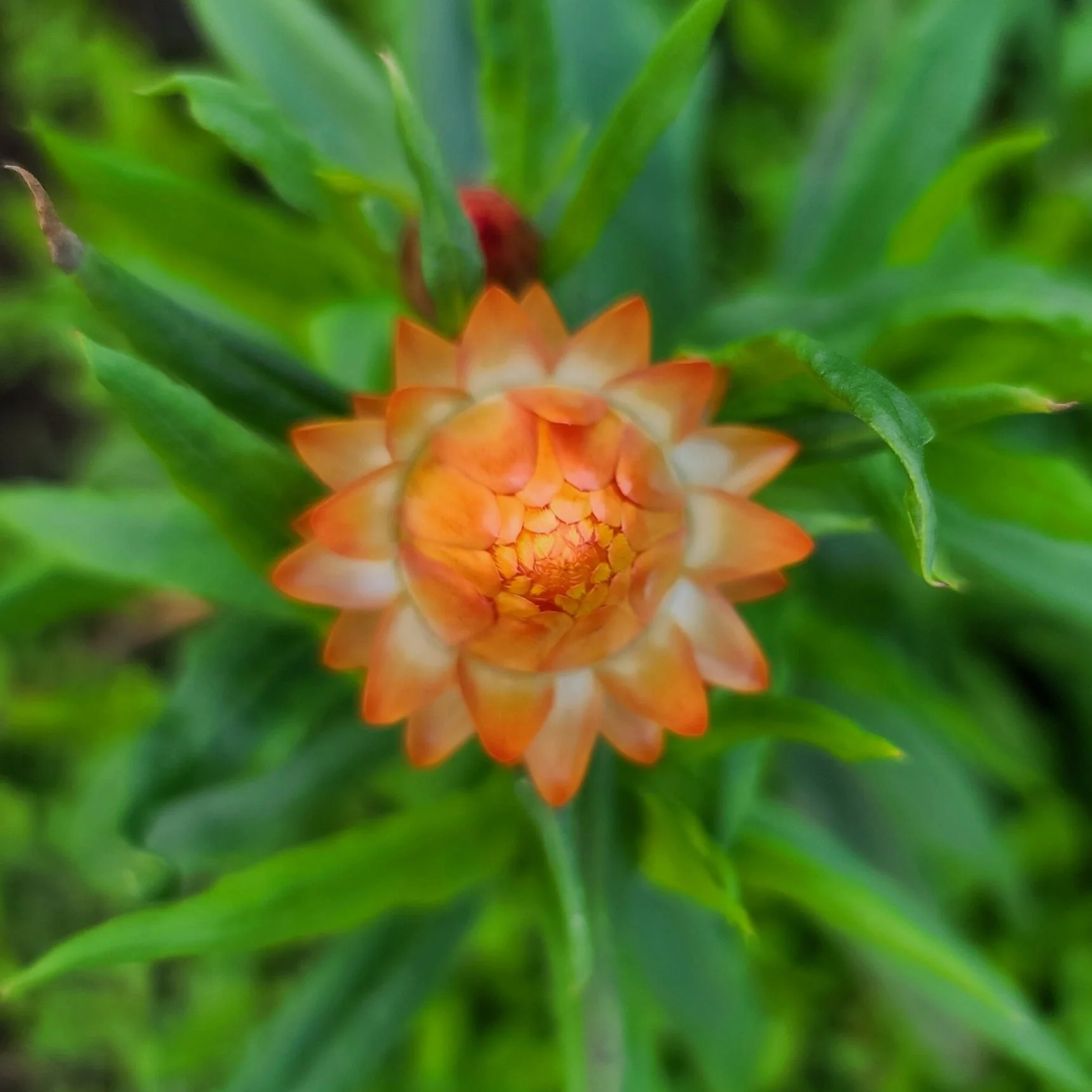 Strawflower - Image 3