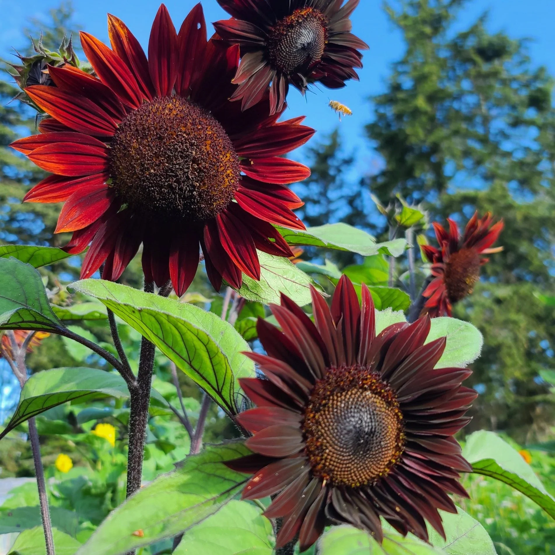 Sunflower Mix - Image 2