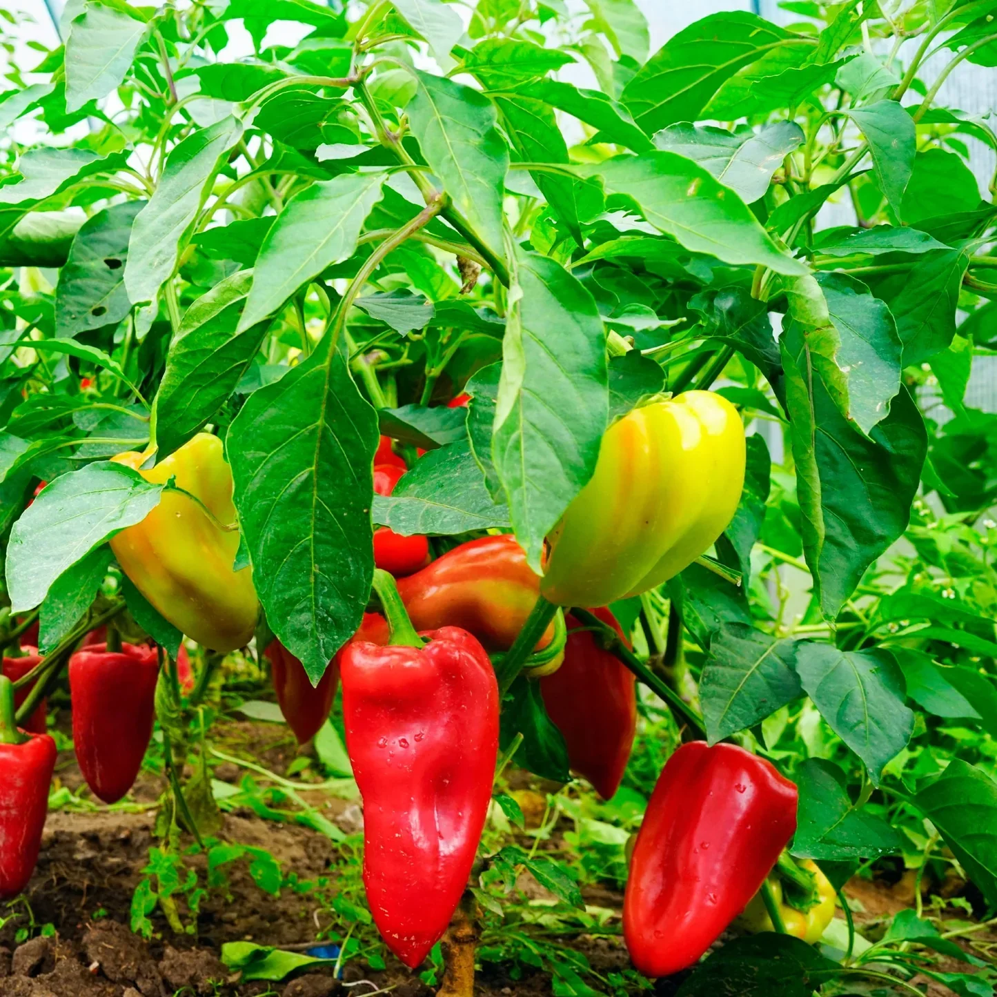 Sweet Pepper Mix - Image 2