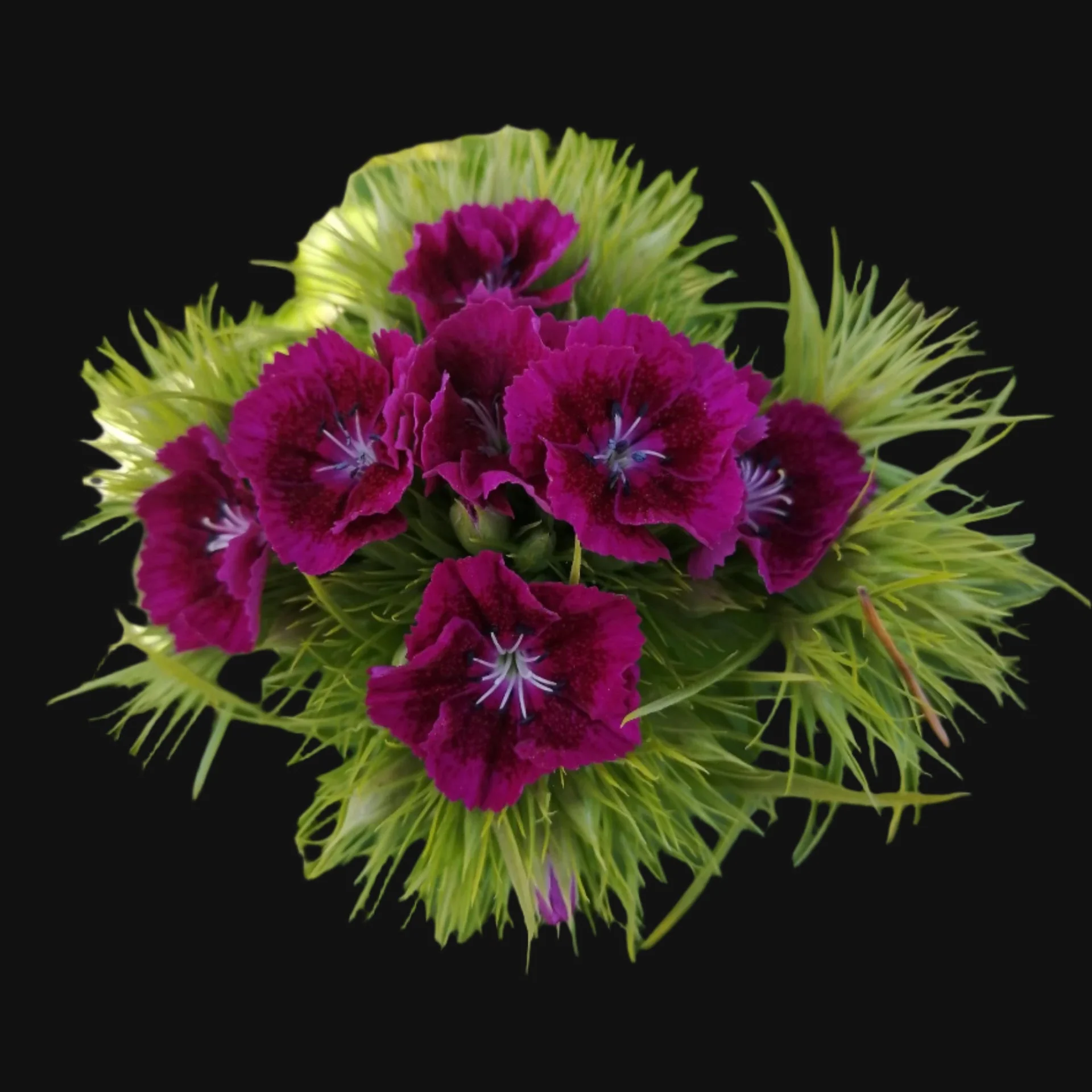Sweet William