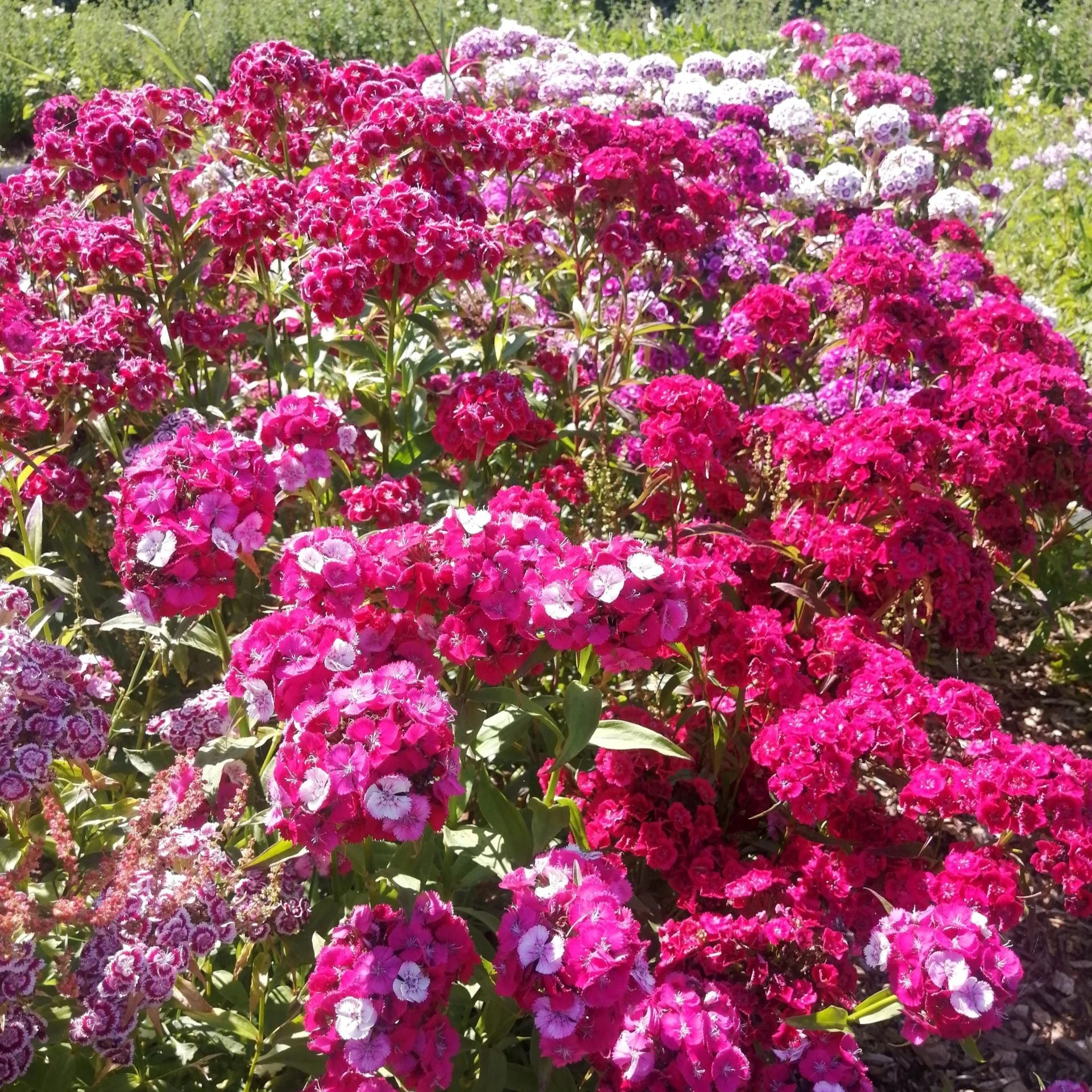 Sweet William - Image 2