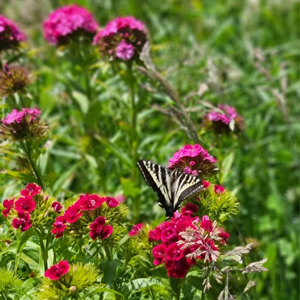 Sweet William - Image 3