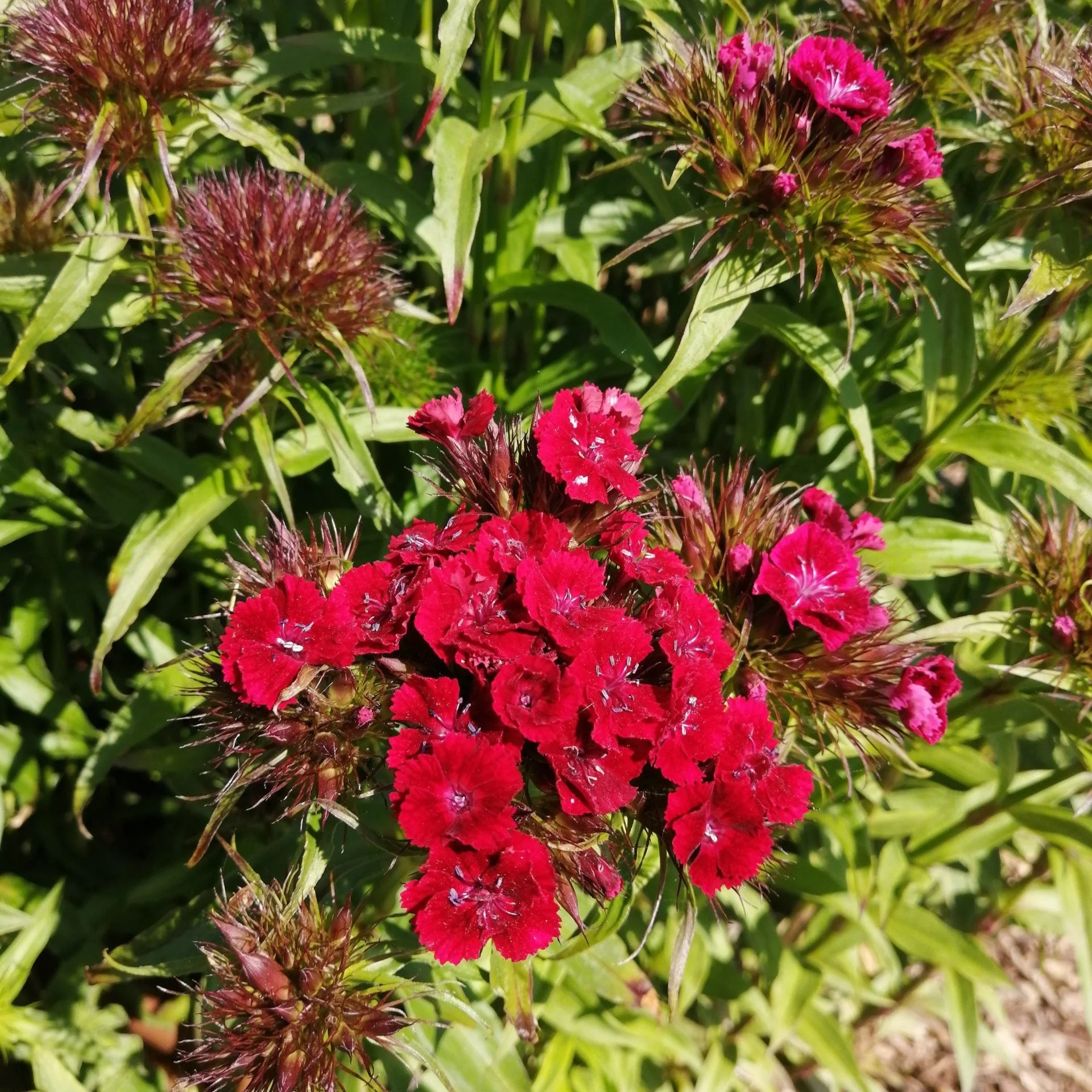 Sweet William - Image 4