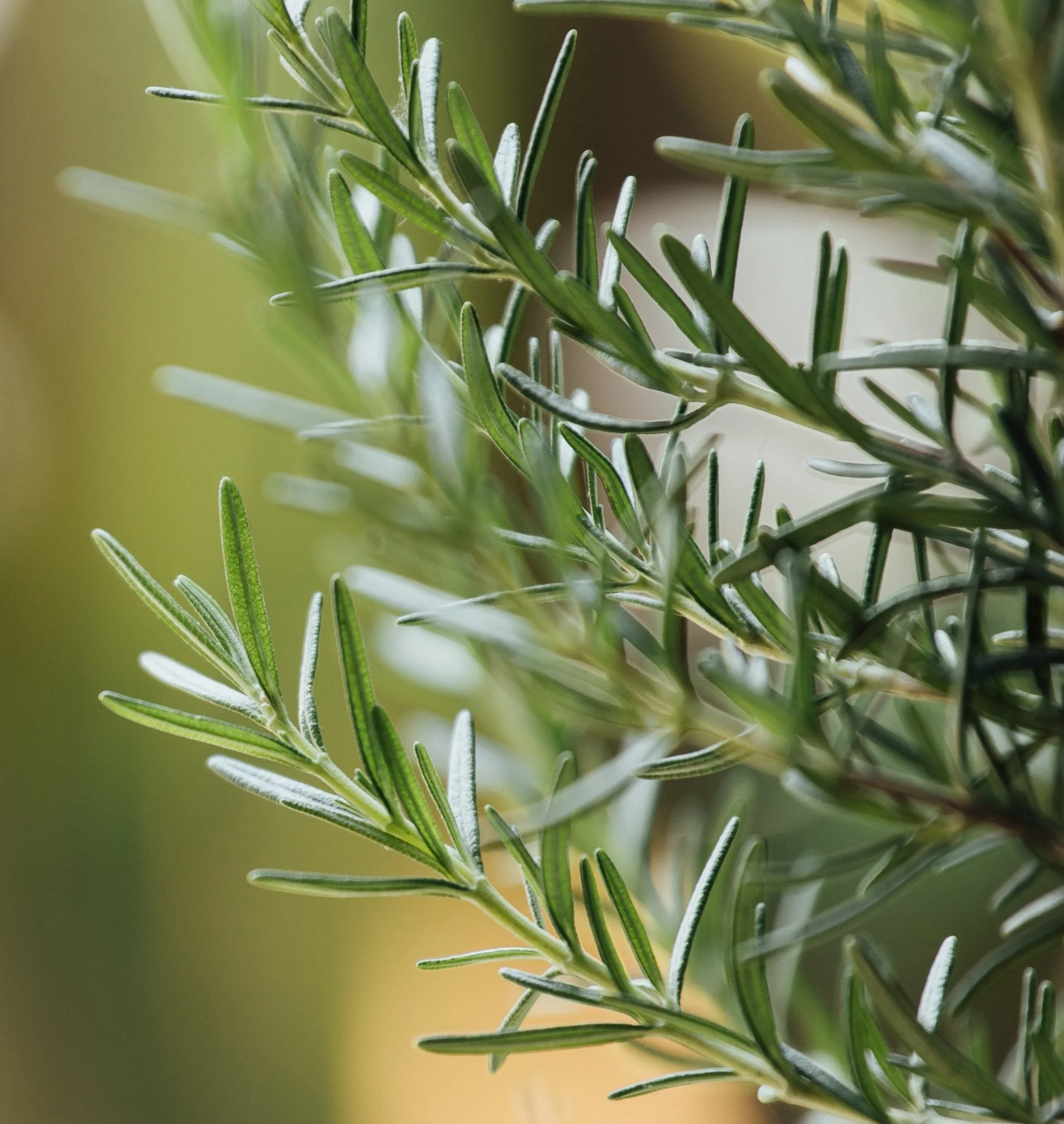 Tallow Balm Stacks - Image 15