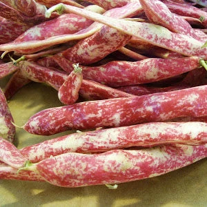 Taylor Horticultural Bush Bean - Image 3