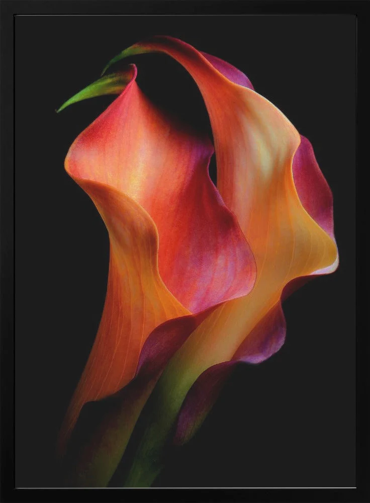 Tenderness - Image 3