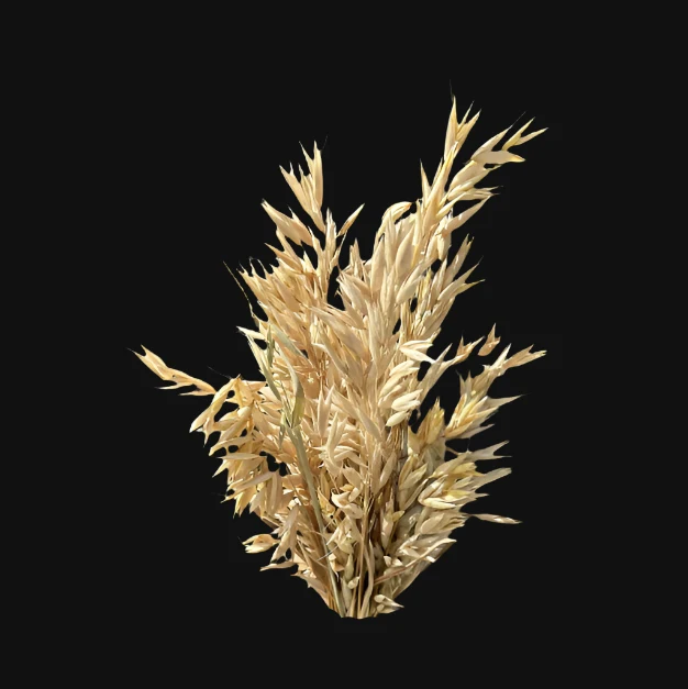 Terra Hulless Oats