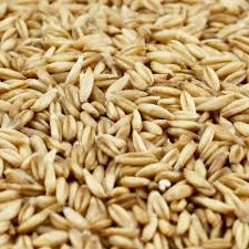Terra Hulless Oats - Image 2