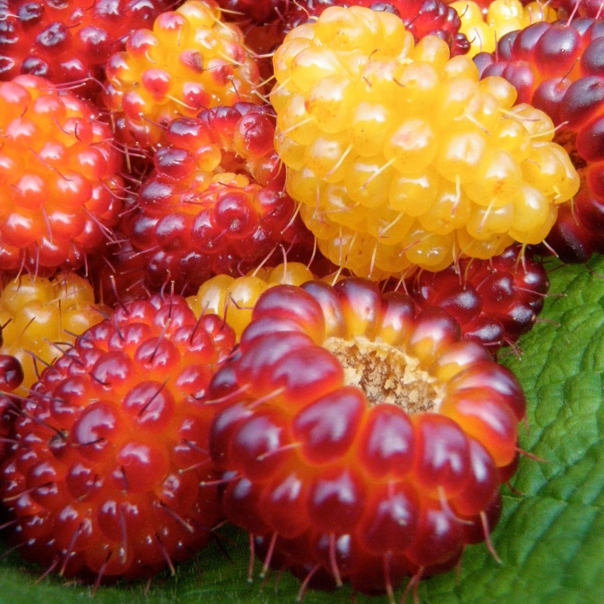 The Berry Delicious Collection - Image 3