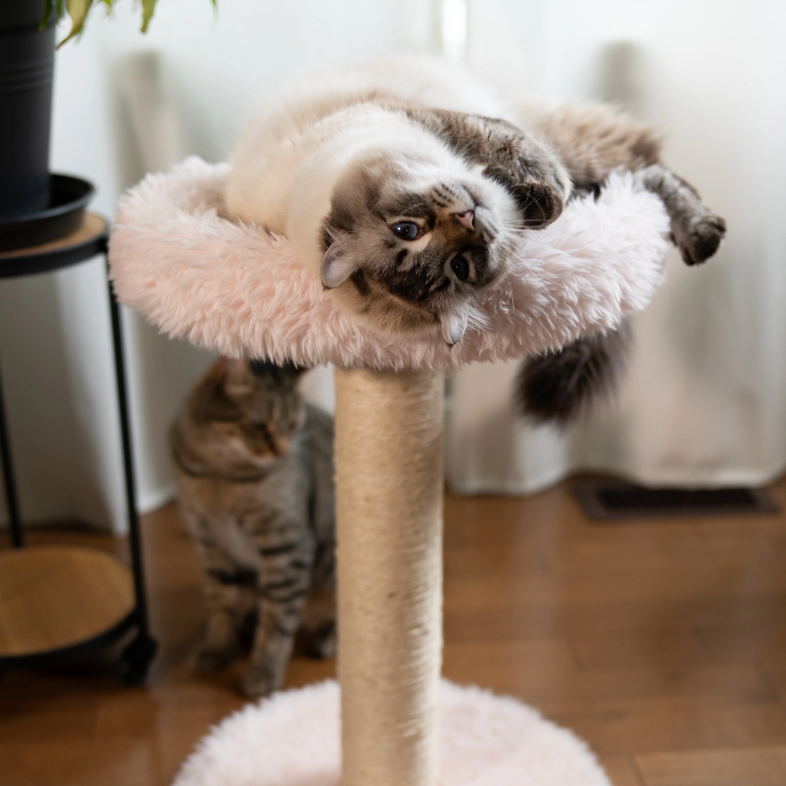 The Blush Perch – 1-Level Cat Tree - Image 5