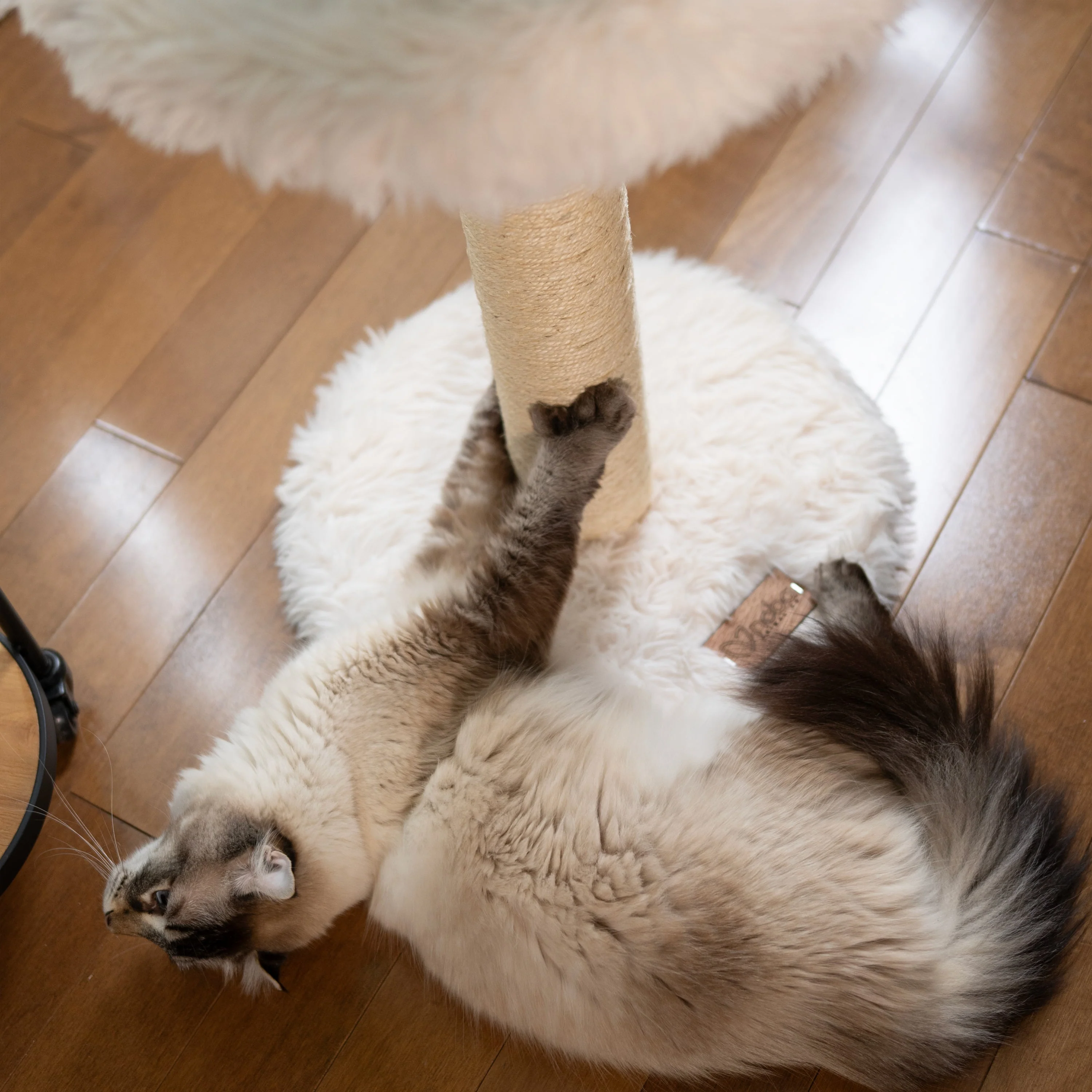 The Blush Perch – 1-Level Cat Tree - Image 8