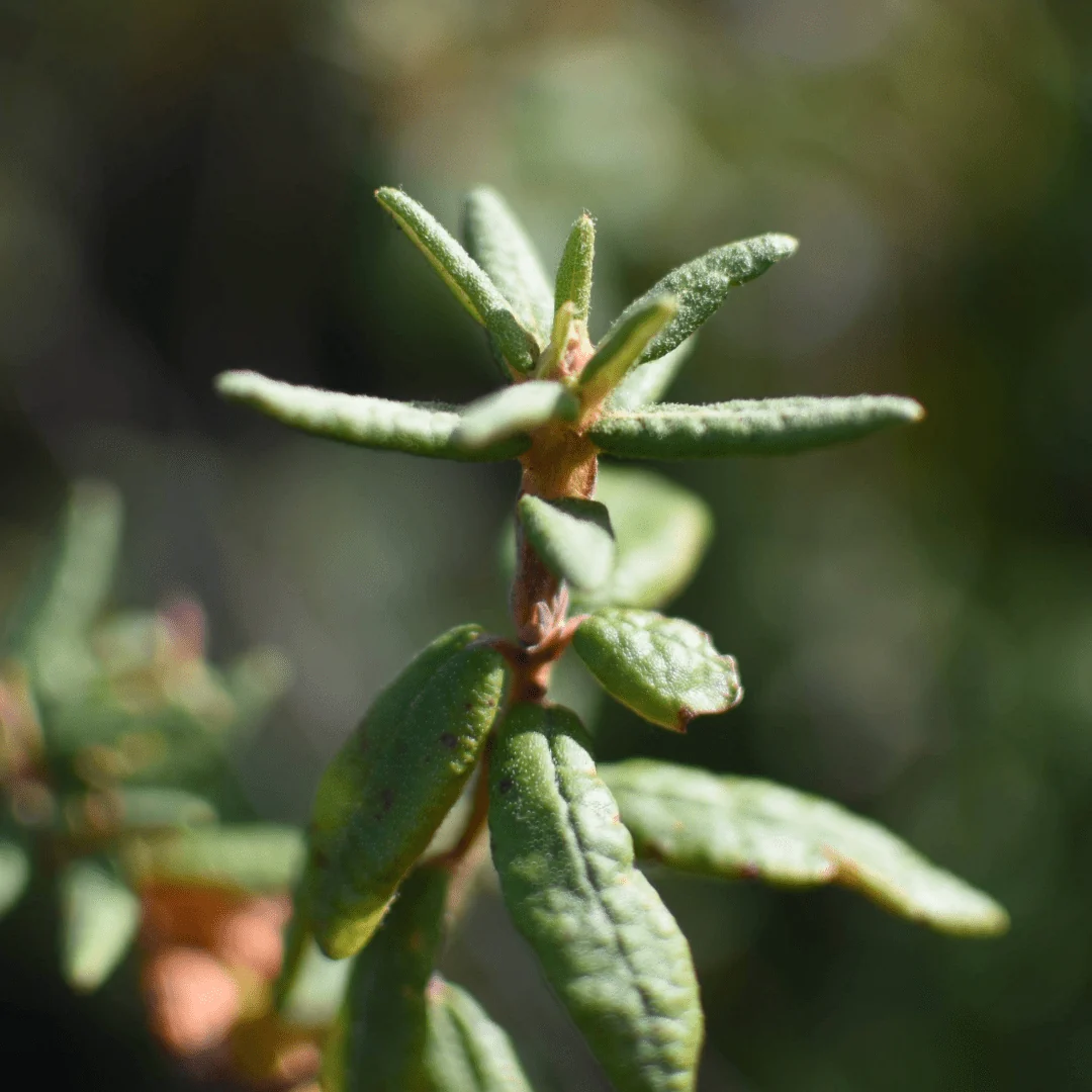 Thé du Labrador, feuille - Image 4