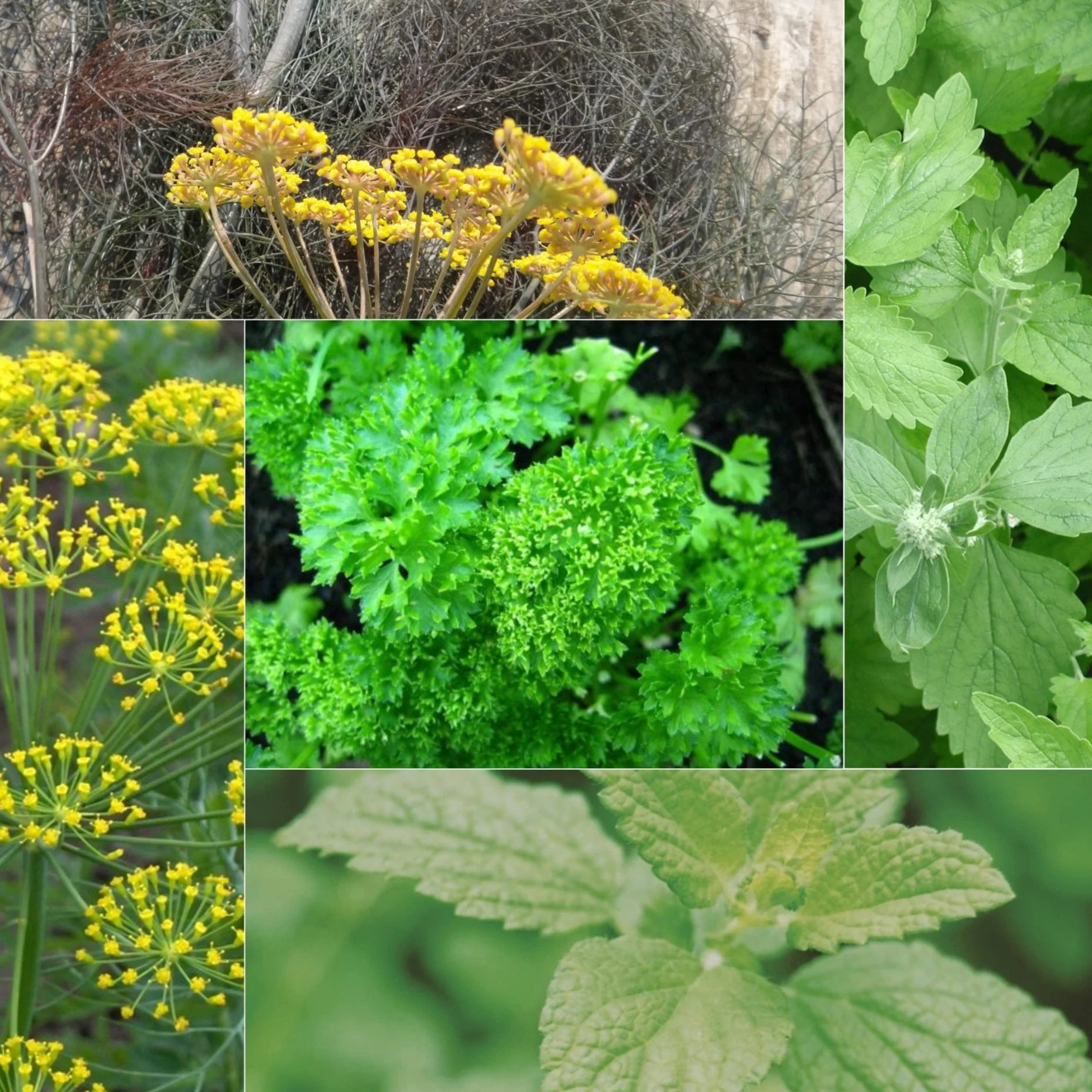 The Heavenly Herbs Collection - Image 2