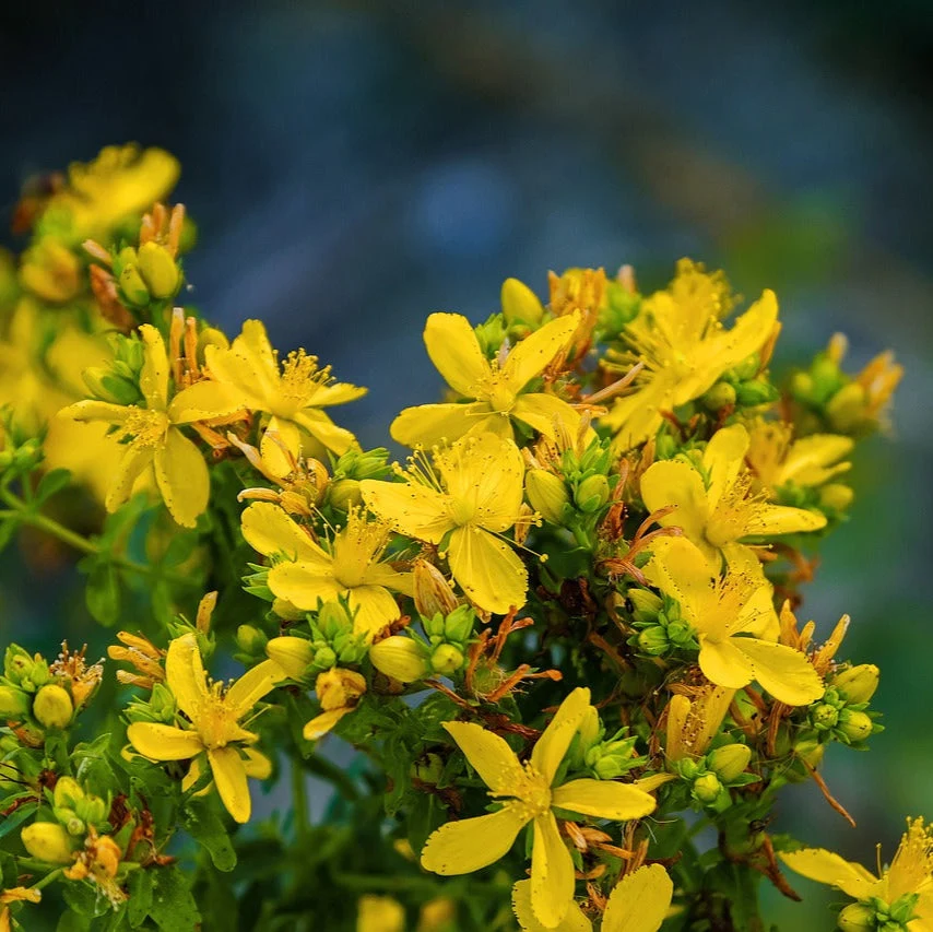 The Plant Medicine Collection - Image 3