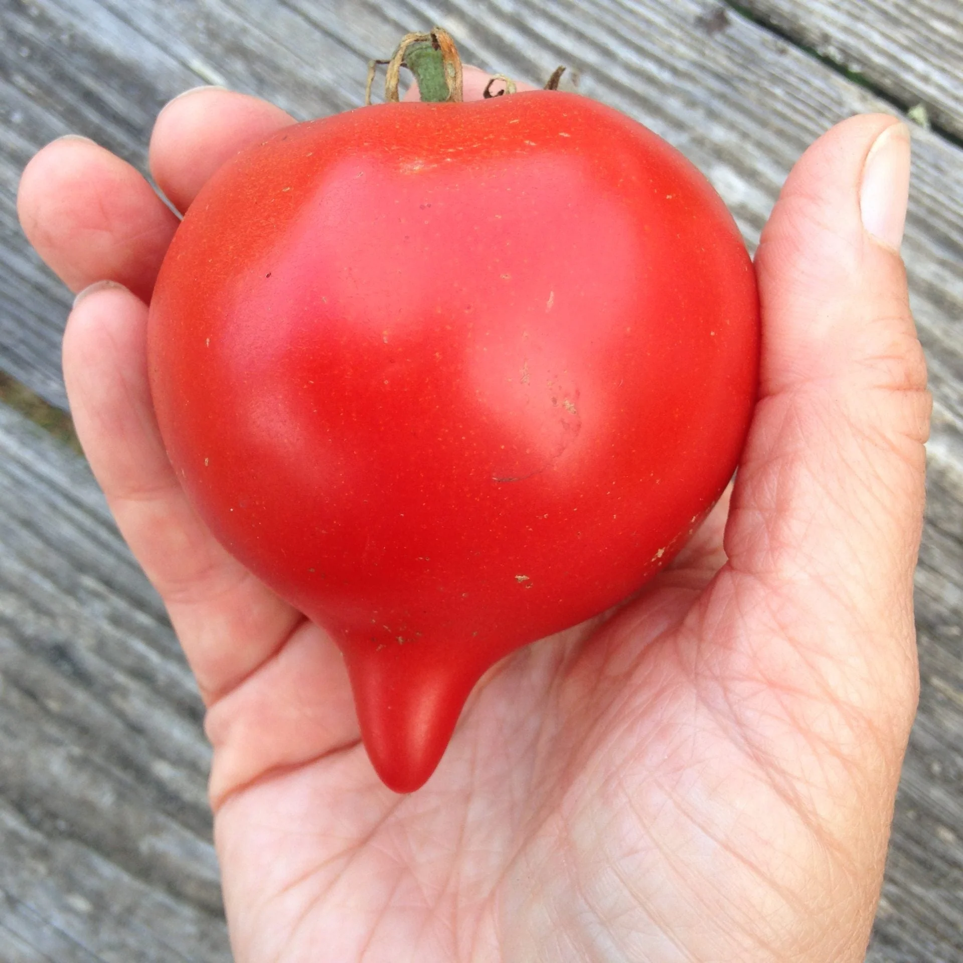 The Totally Tomatoes Collection - Image 3