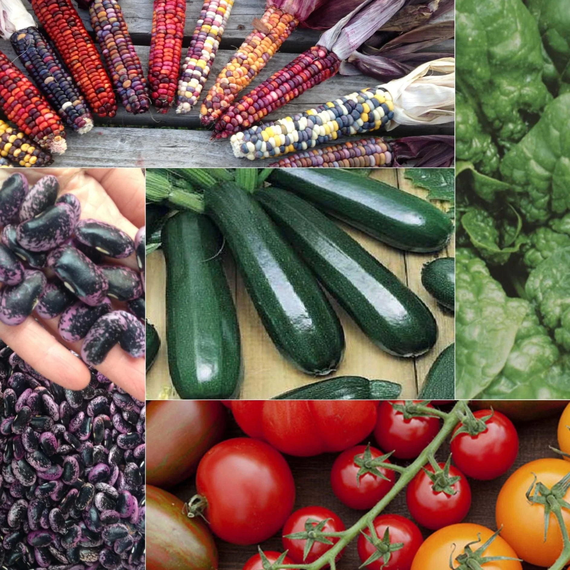 The Veggie Garden Collection - Image 2