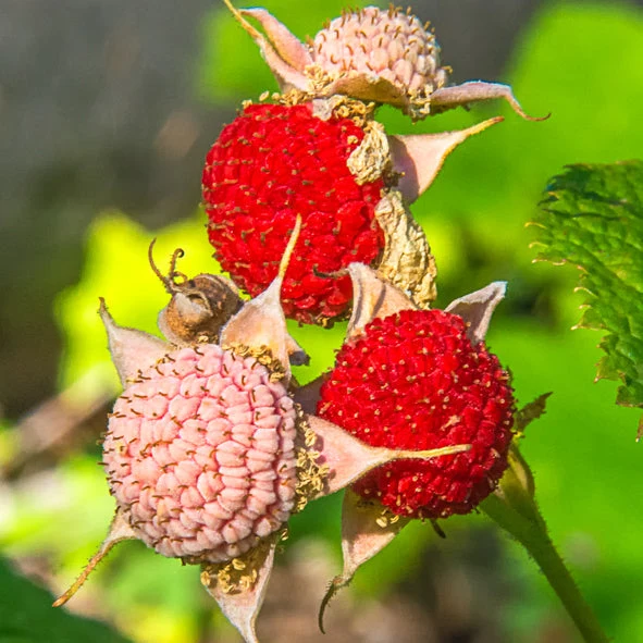 Thimbleberry - Image 2