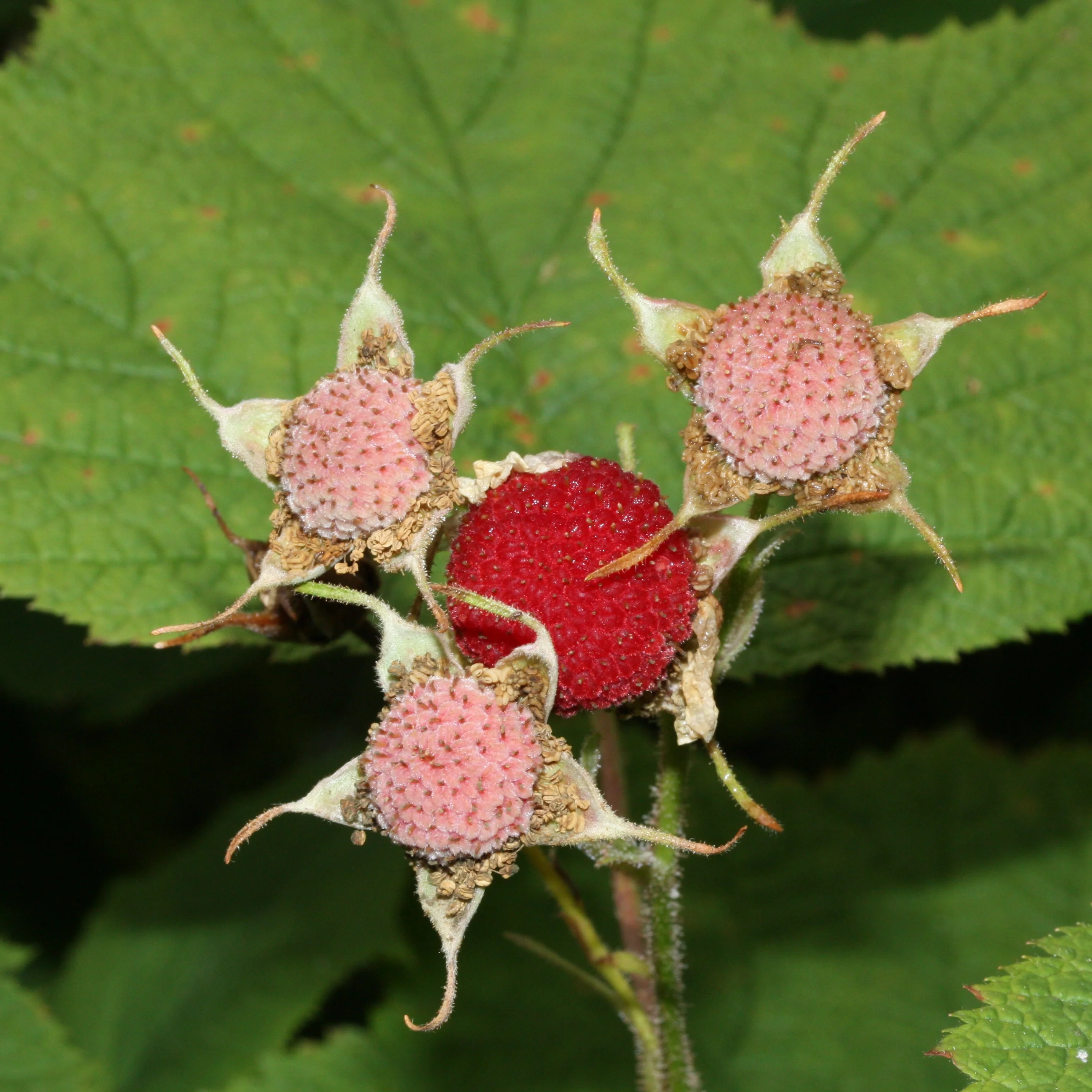 Thimbleberry - Image 3