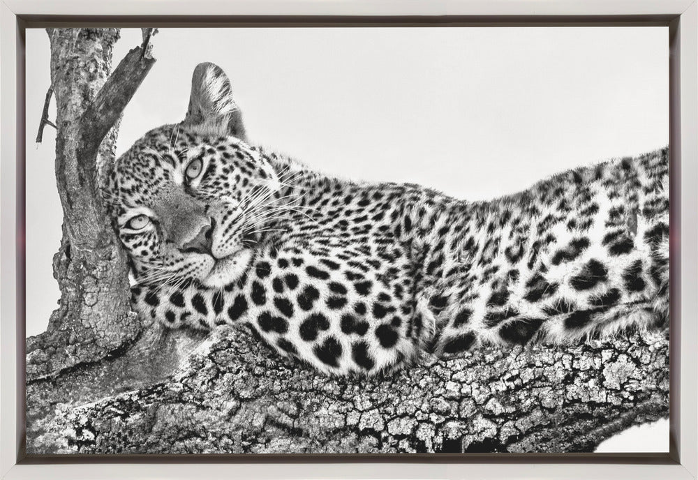 Time to rest Leopard - Image 2