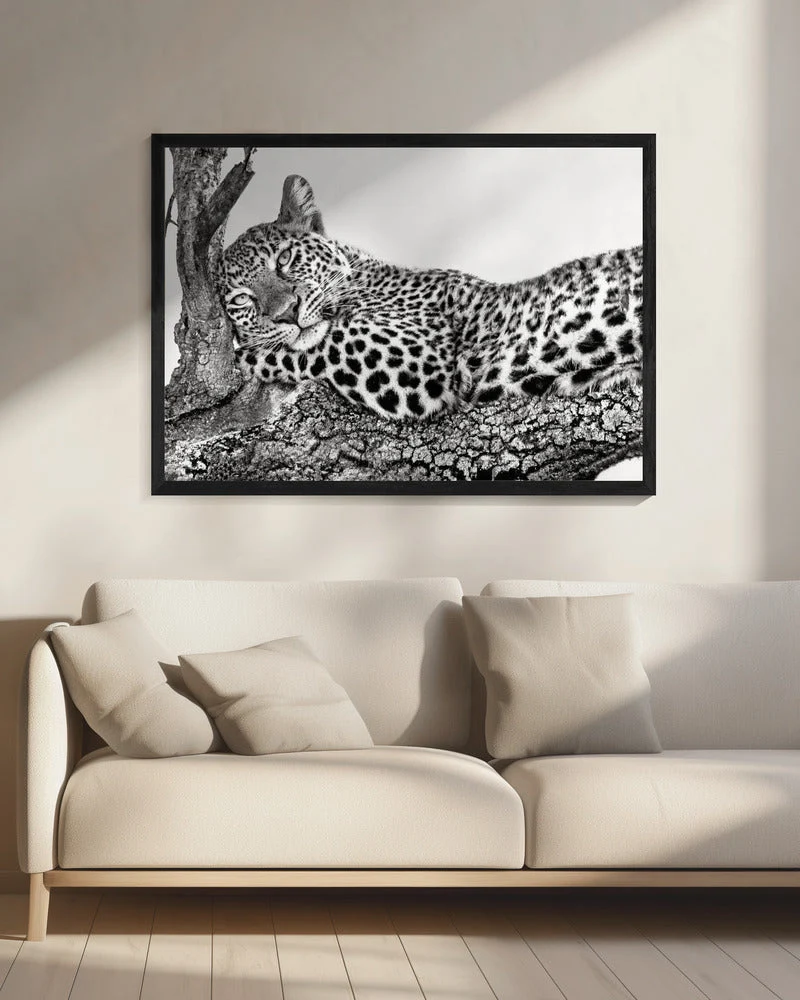 Time to rest Leopard - Image 8