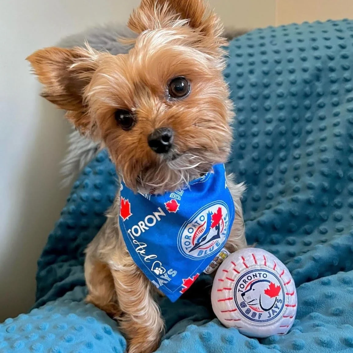 NEW INDESTRUCIBLE Toronto Woofjays Dog Toy - Image 3