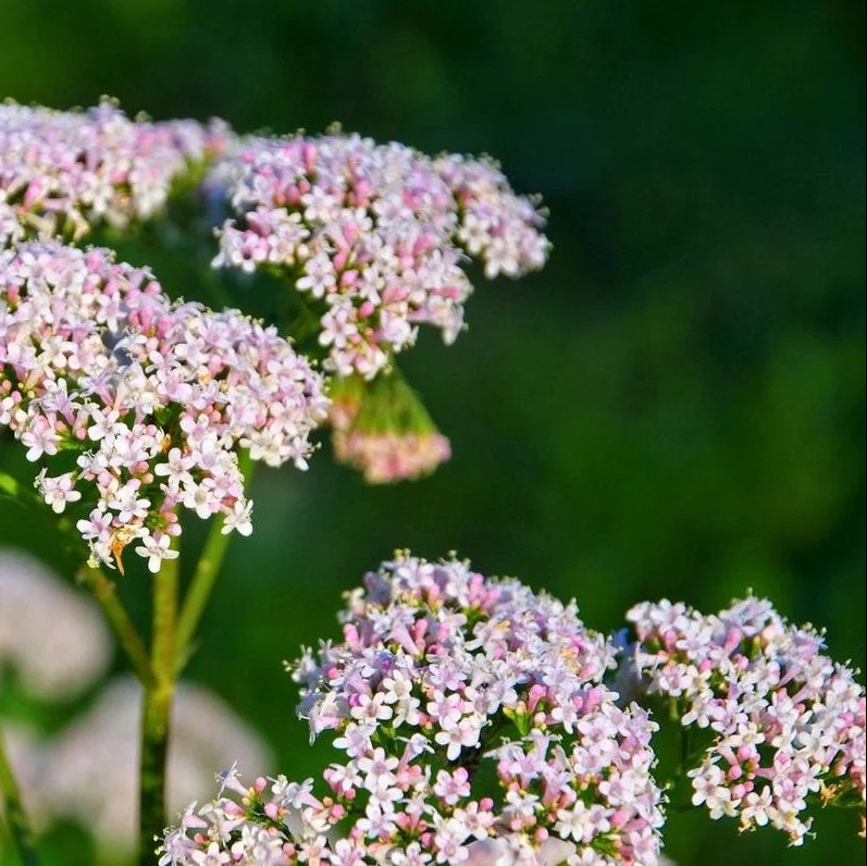 Valerian Rootstock - Image 2
