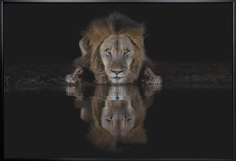 Wall art A Lion at The Night - Image 3