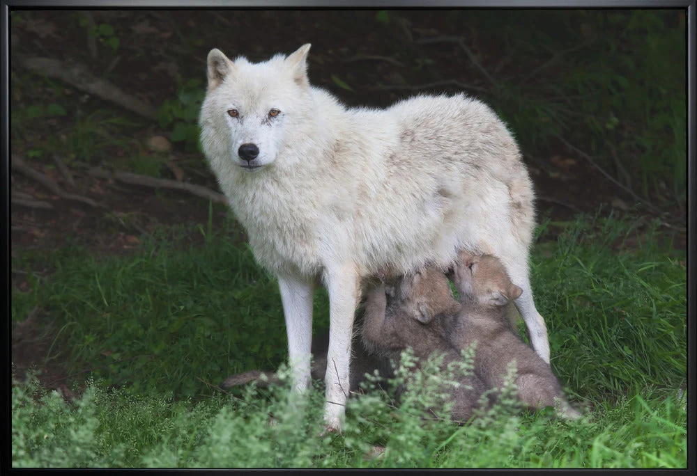 Wall art Arctic Wolves - Remus and Romulus - Image 3
