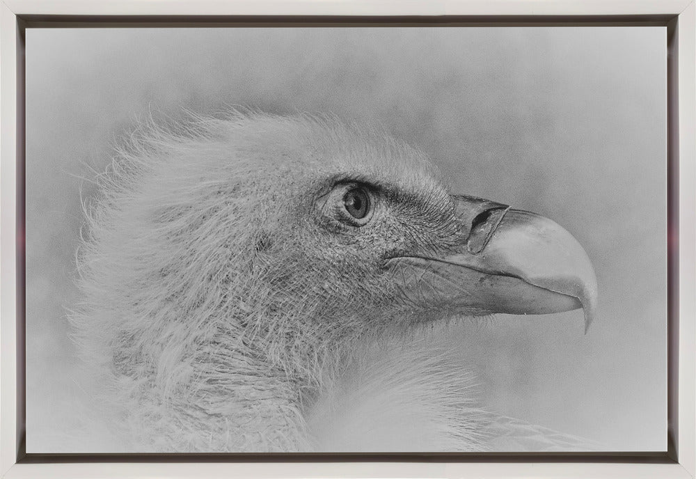 Wall art Bald eagle - Image 4