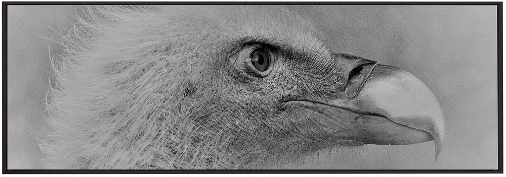 Wall art Bald eagle - Image 5