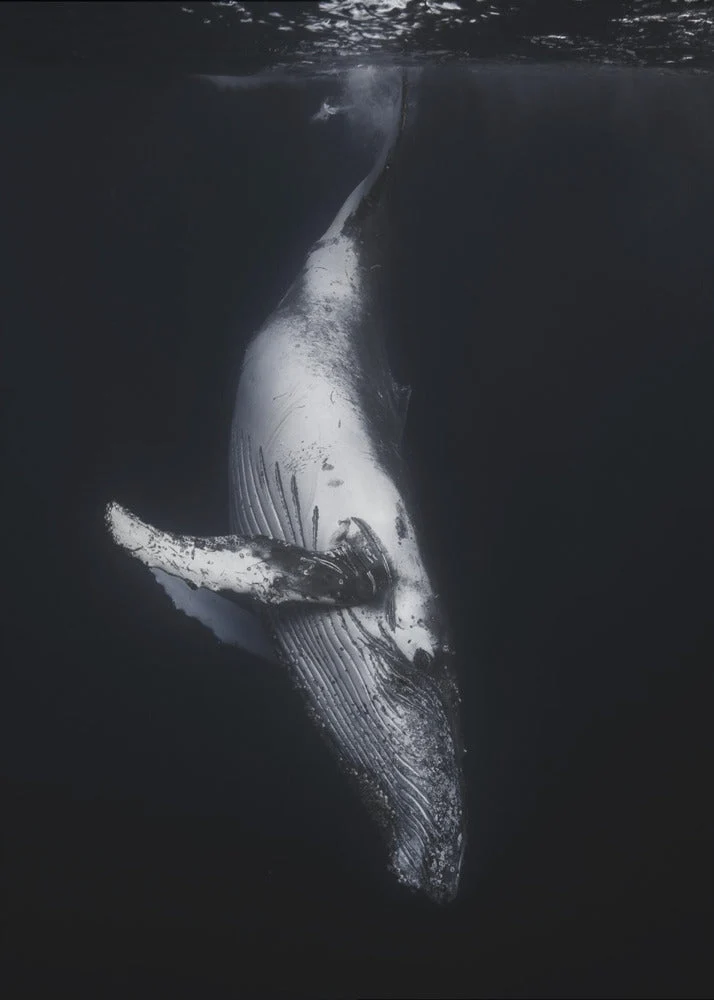 Wall Art-Black Whale - Image 2