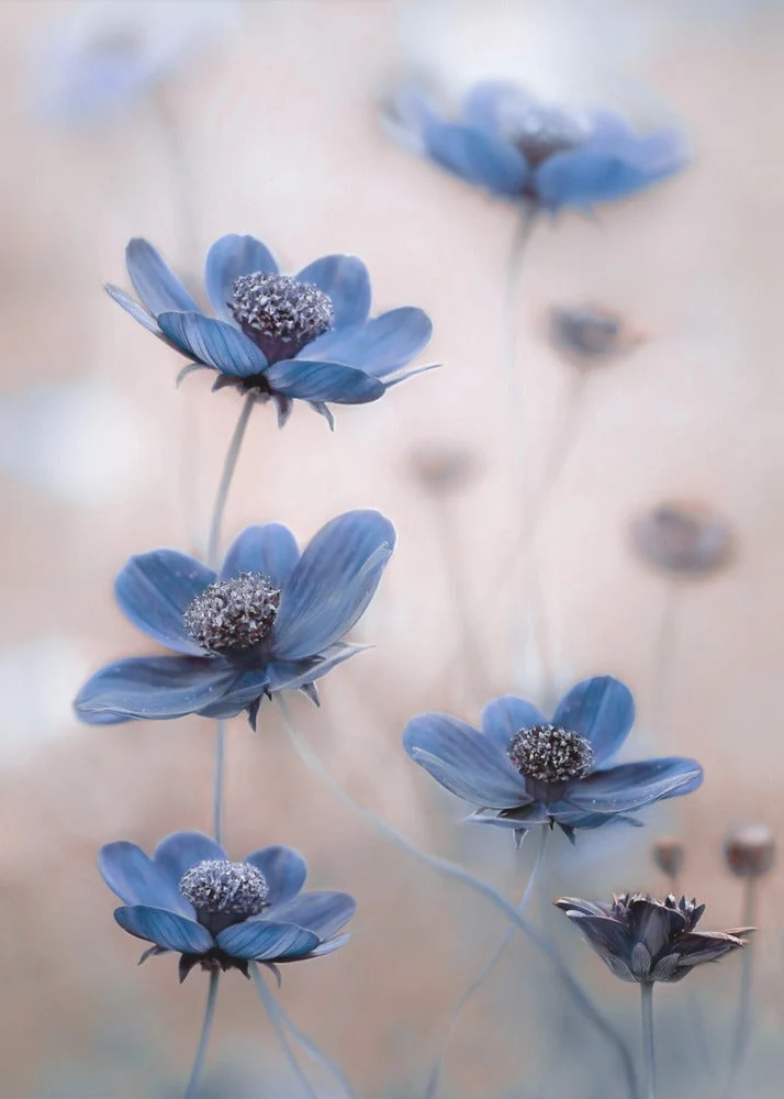 Wall Art Cosmos blue - Image 2