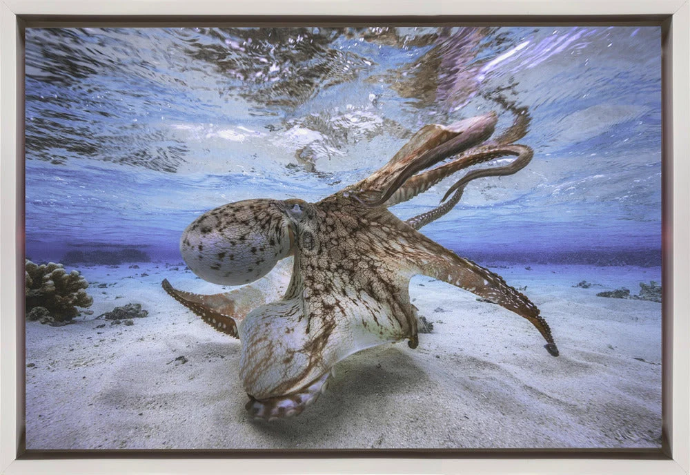 Wall Art Dancing Octopus - Image 2