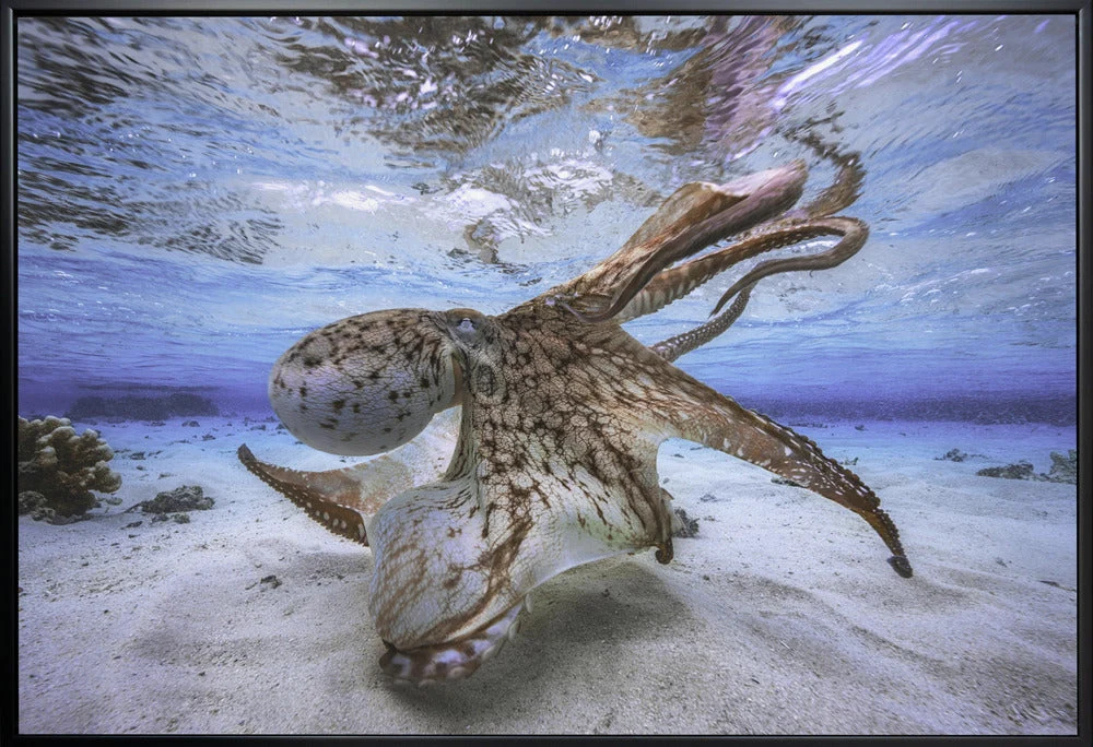 Wall Art Dancing Octopus - Image 3