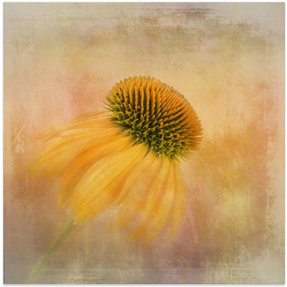 Wall Art Echinacea in Yellow - Image 3