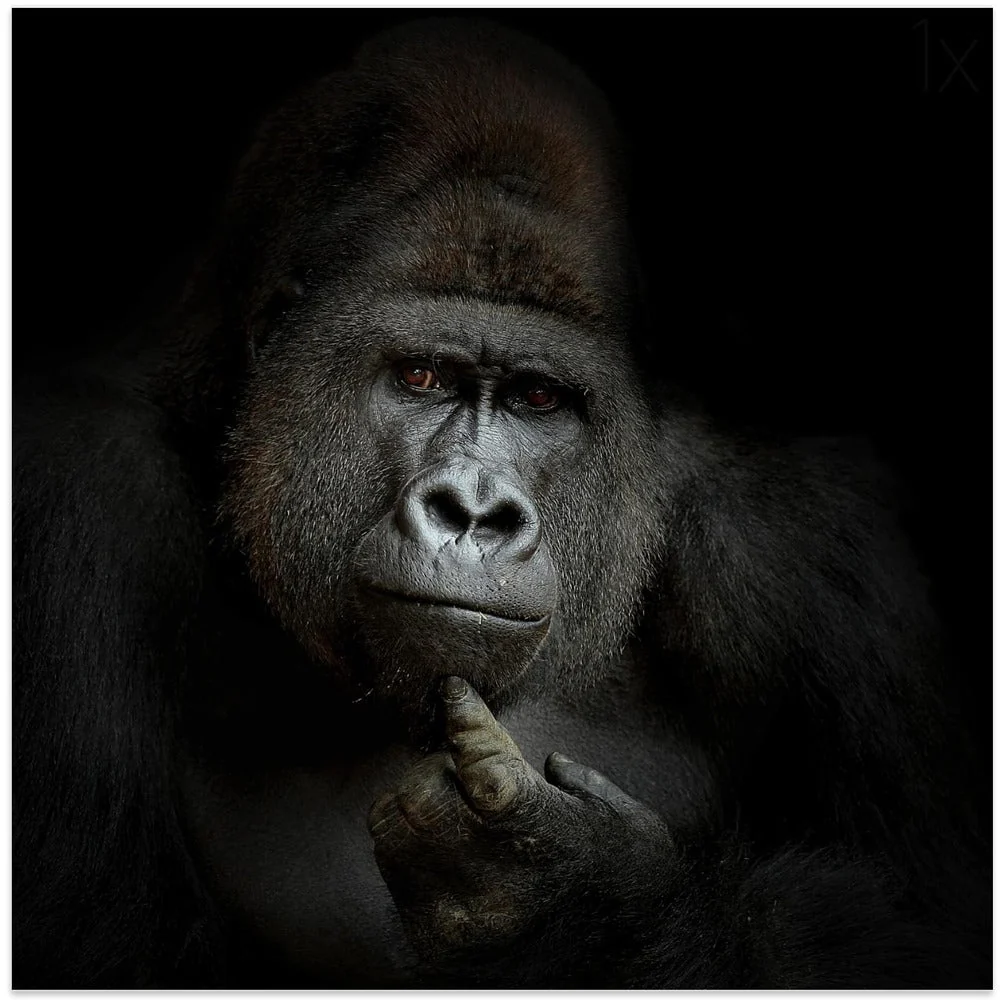 Wall Art ego cogito, ergo sum - Image 3