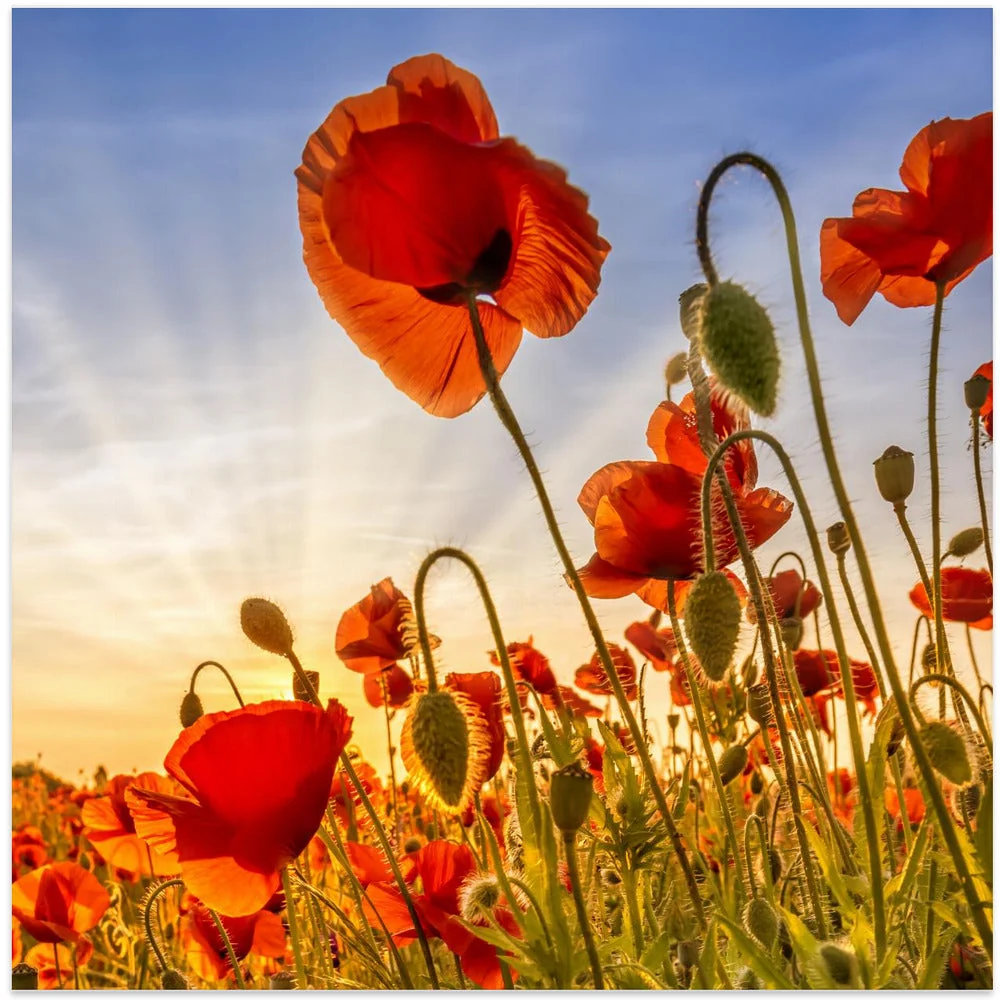 Wall art Fascinating poppies - Image 3