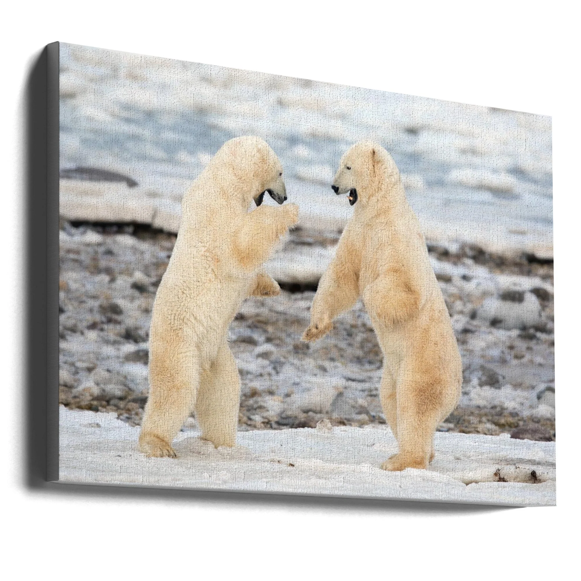Wall art Fight !