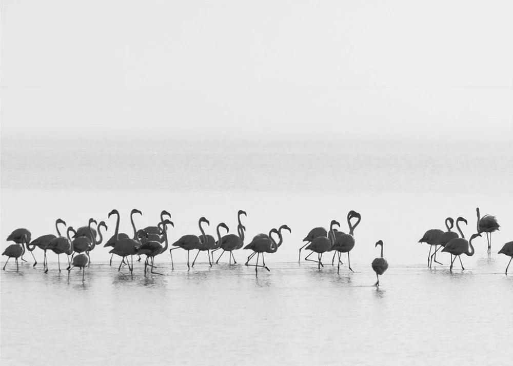 Wall art Flamingos - Image 4