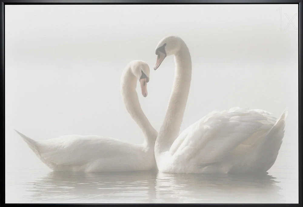 Wall art Forever. Swam - Image 3