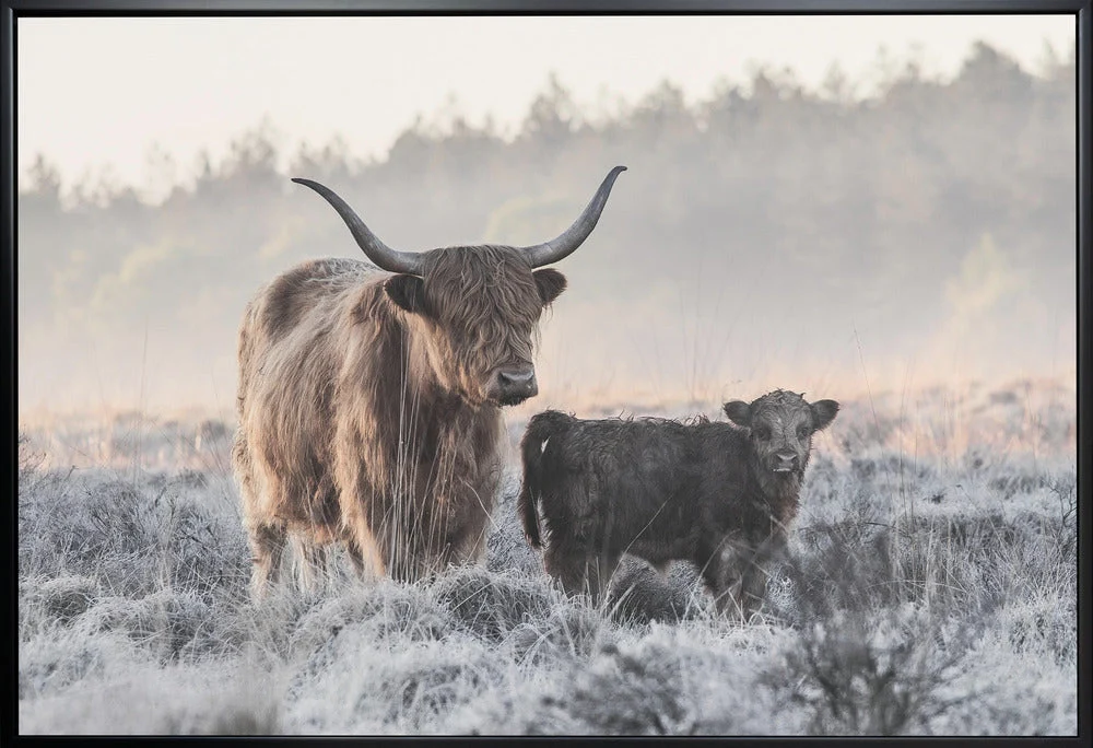 Wall art Highlander and Calf - Image 3