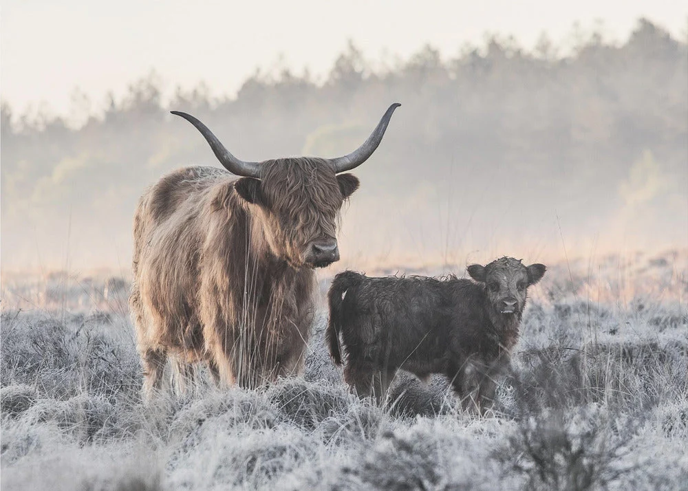 Wall art Highlander and Calf - Image 4