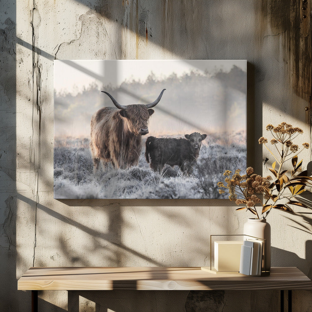 Wall art Highlander and Calf - Image 5