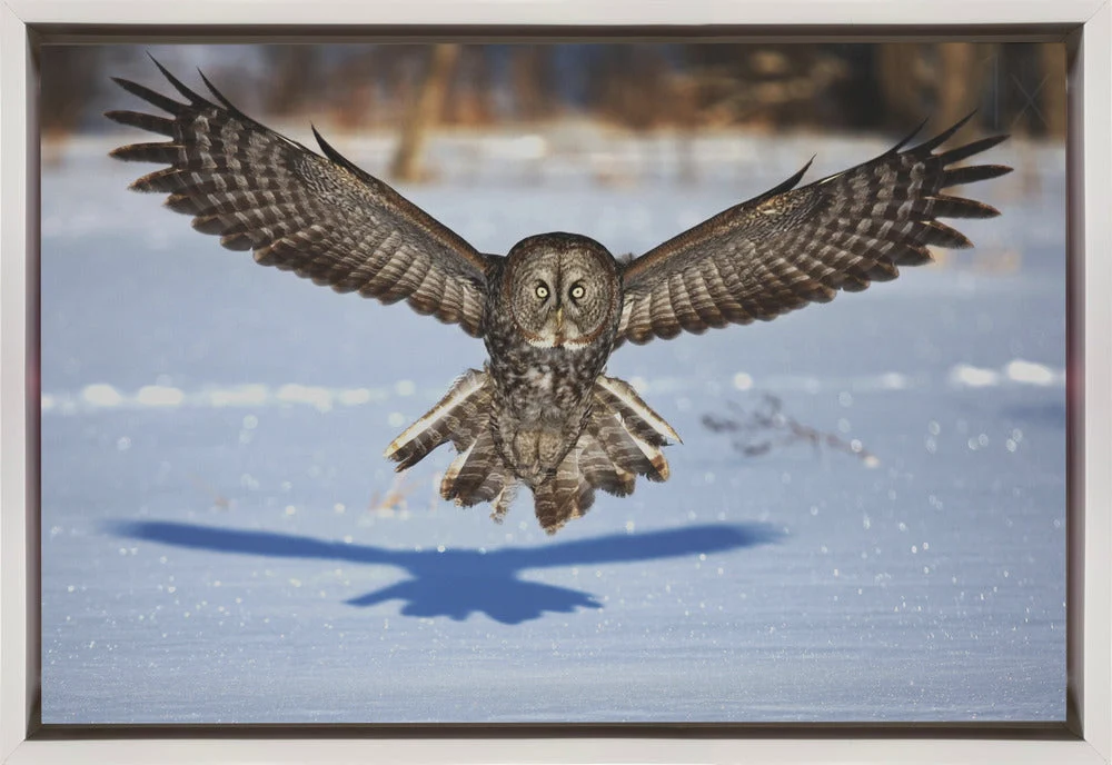 Wall art In your face - Great Grey Owl - Image 2